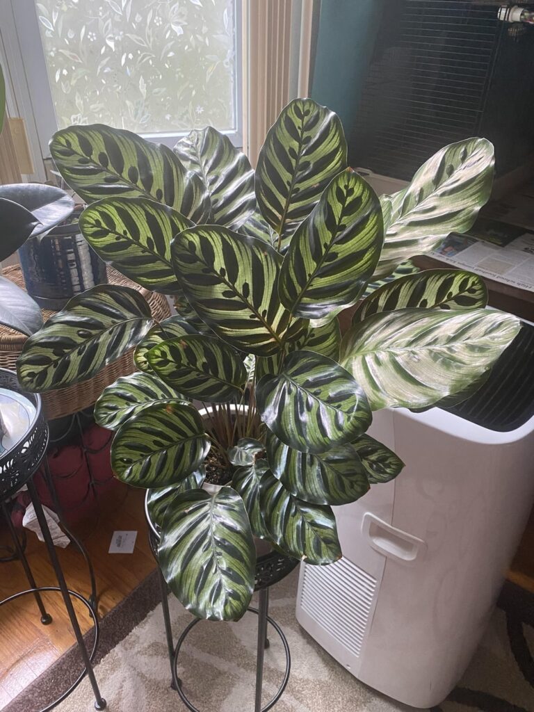 My peacock plant is blooming for the first time! My peacock plant is blooming for the first time!