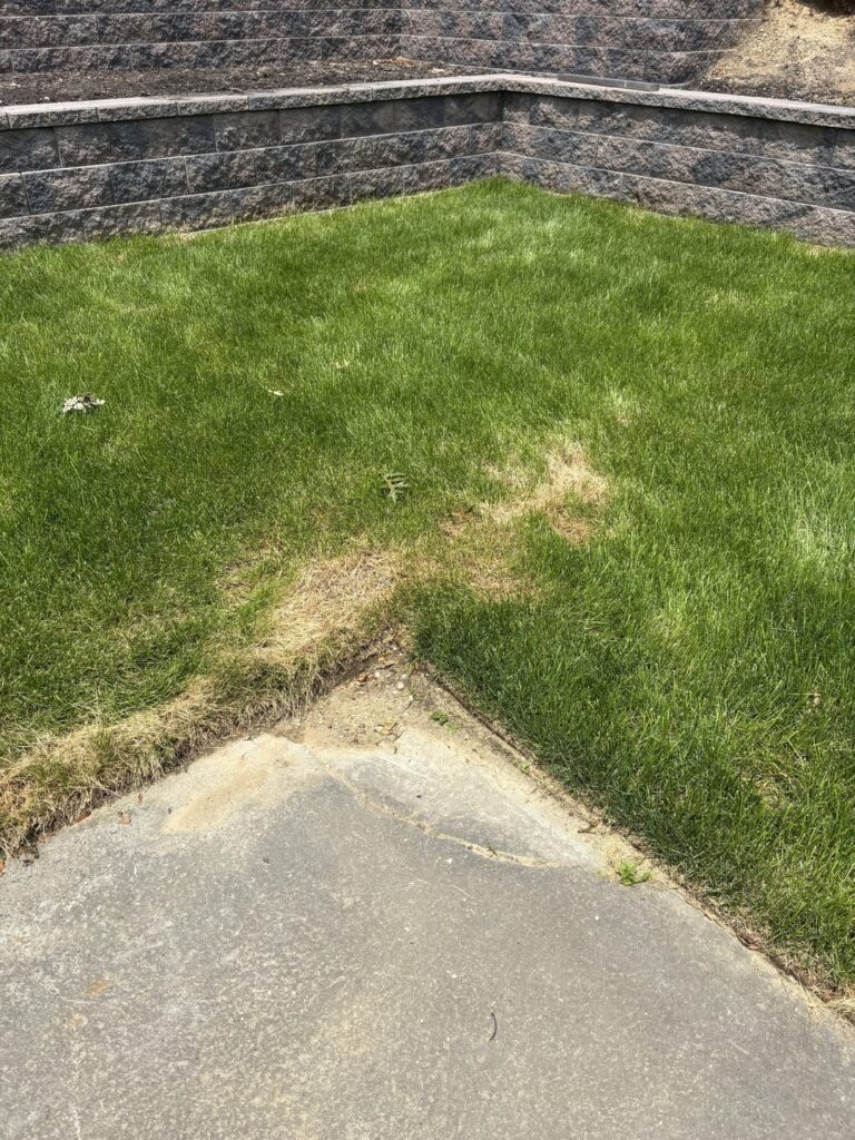 New sod is dying – Help me save it – Along with my marriage New sod is dying - Help me save it - Along with my marriage