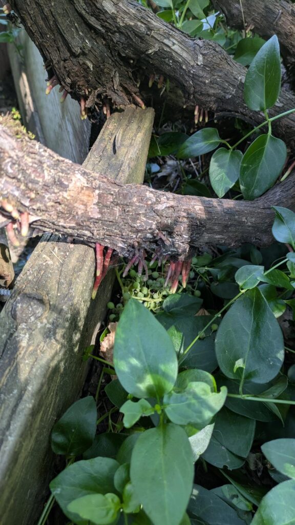 Why are these weird things growing out of my grapevine?