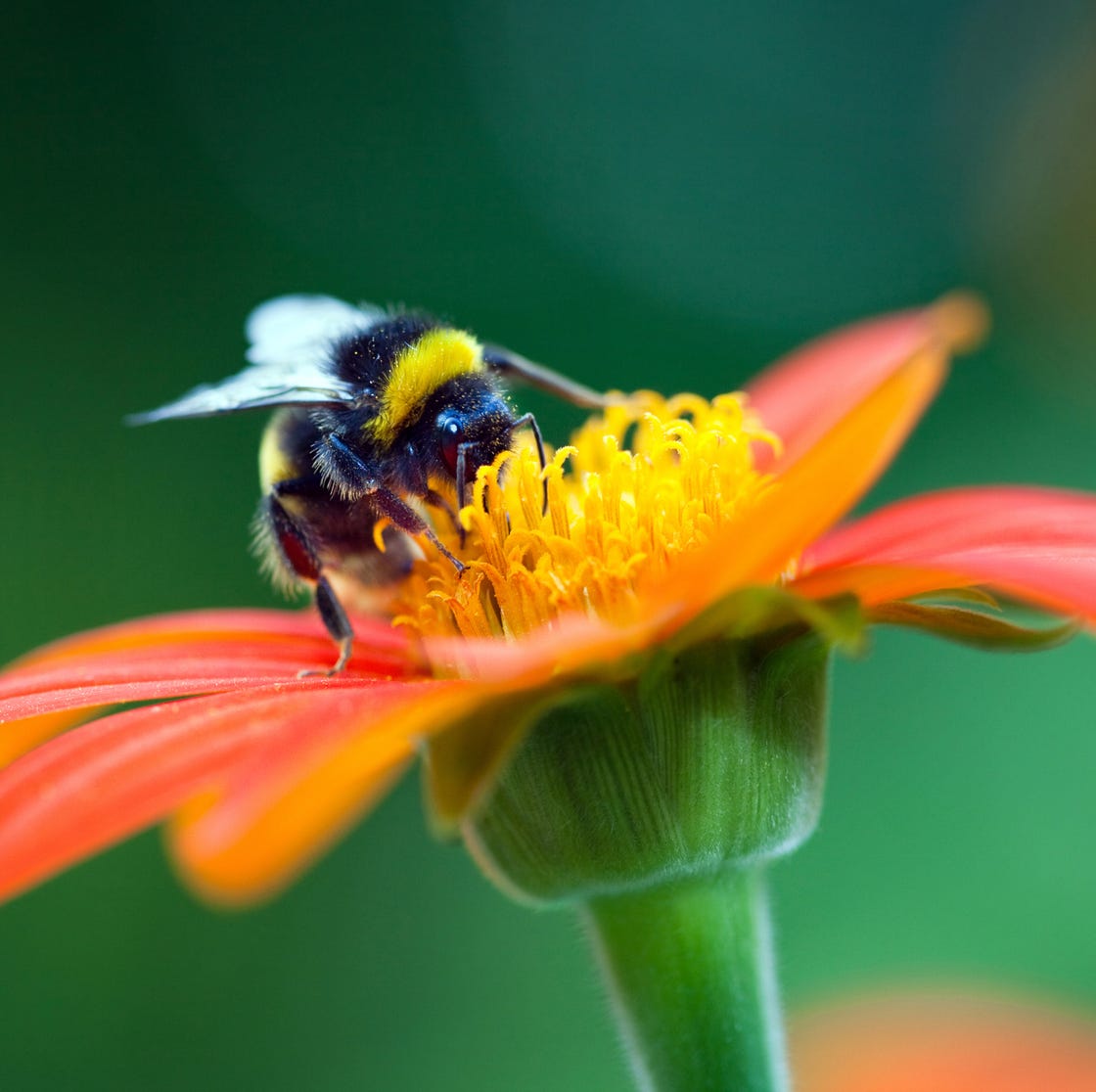 bumblebee on the red flower