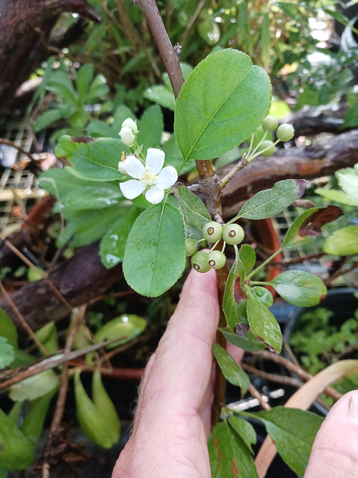 Crabapple