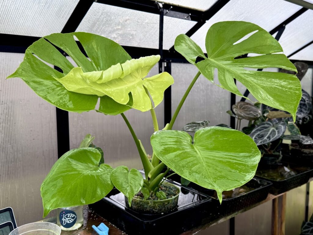 Monstera Deliciosa Lemon Lime