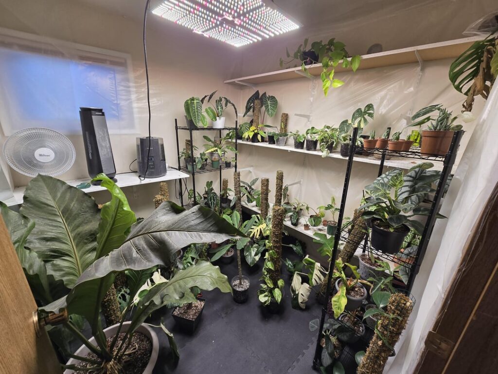 6 month of growth and propagations, before and after