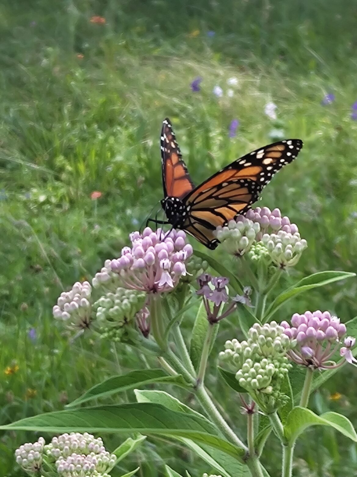 Monarch on the milkweed