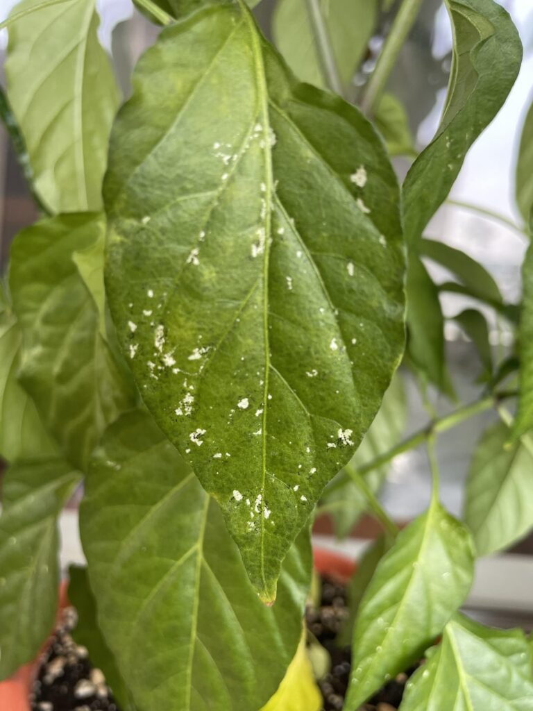 White and black spots on Chili pepper leaves. What illness/insect damage could it be?