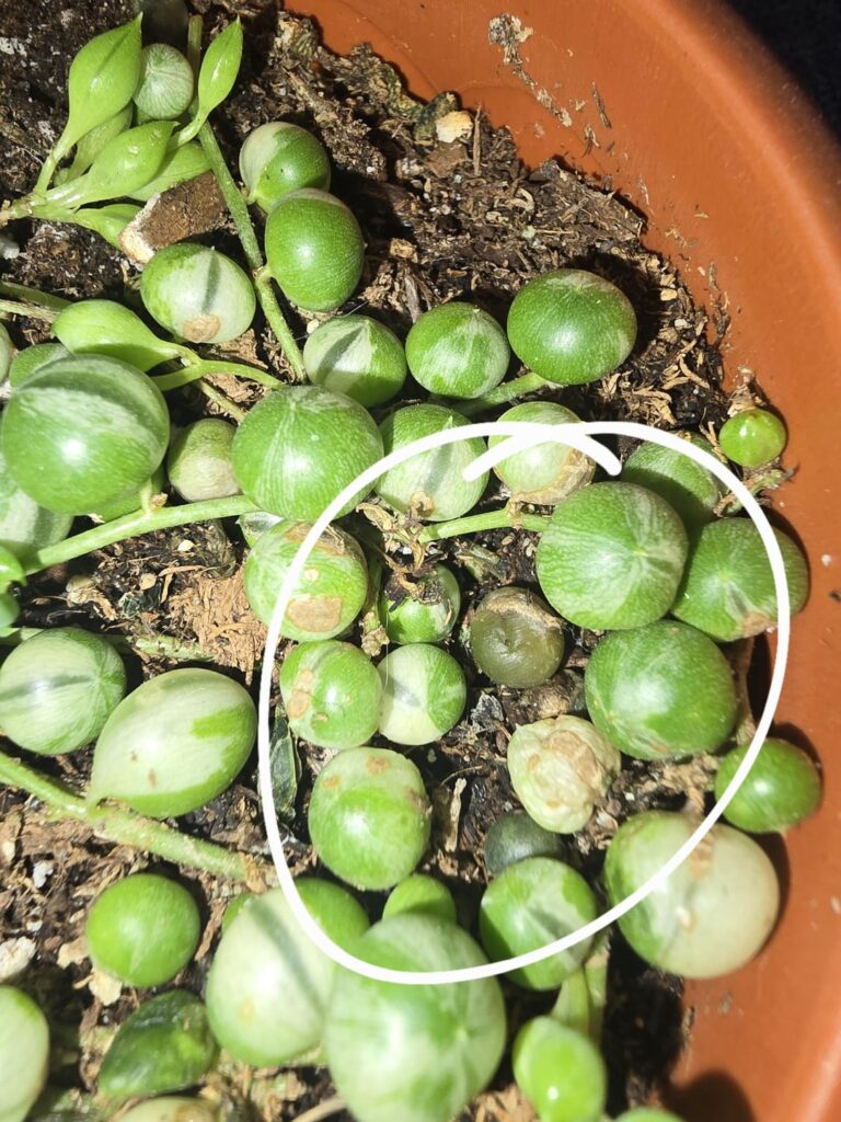 Is it slowly dying? Is it slowly dying?