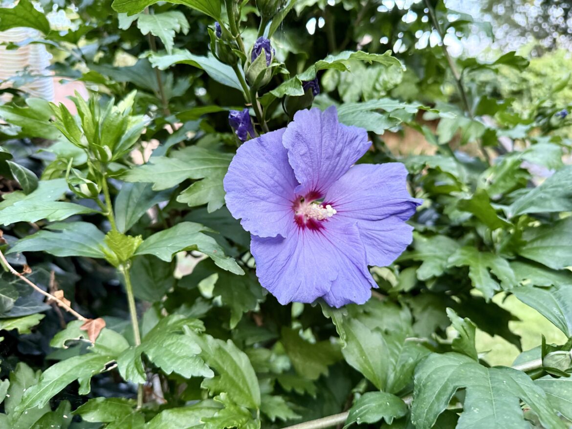 Hibiscus starting to show 🌺