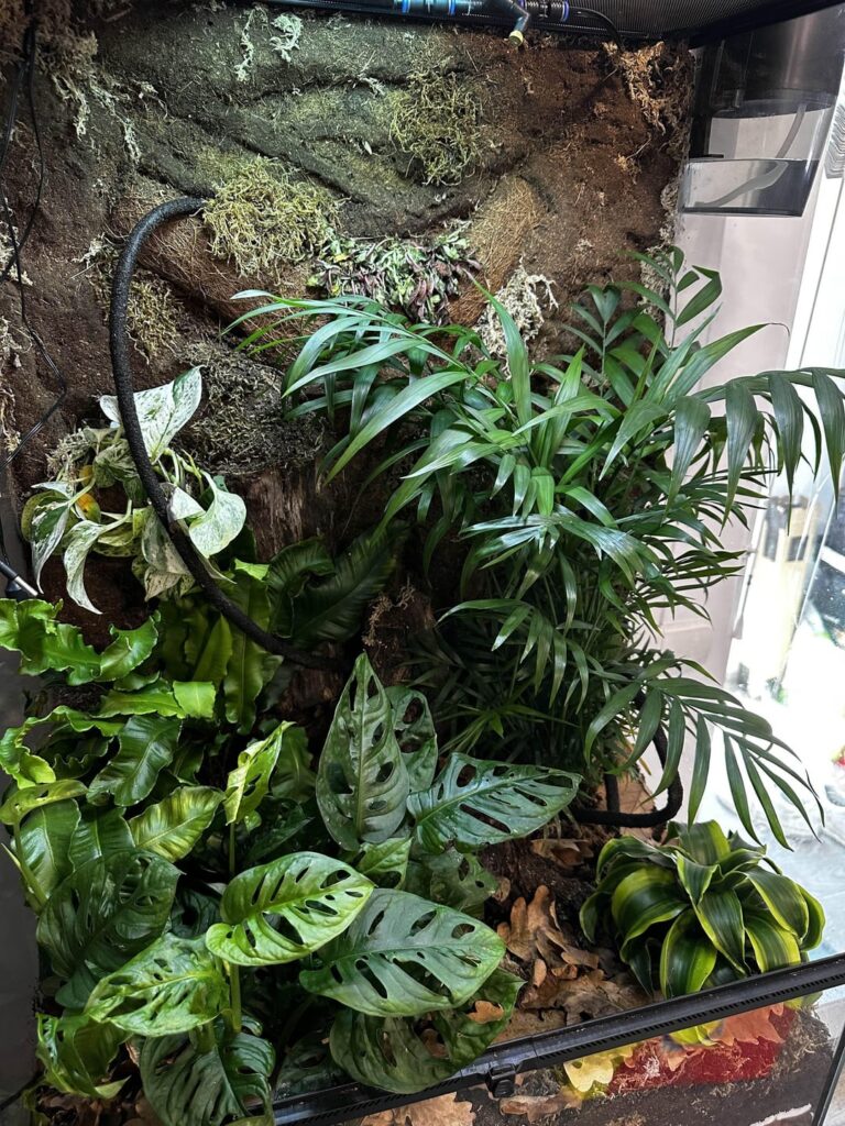 crested gecko vivarium – are the plants doing ok? crested gecko vivarium - are the plants doing ok?
