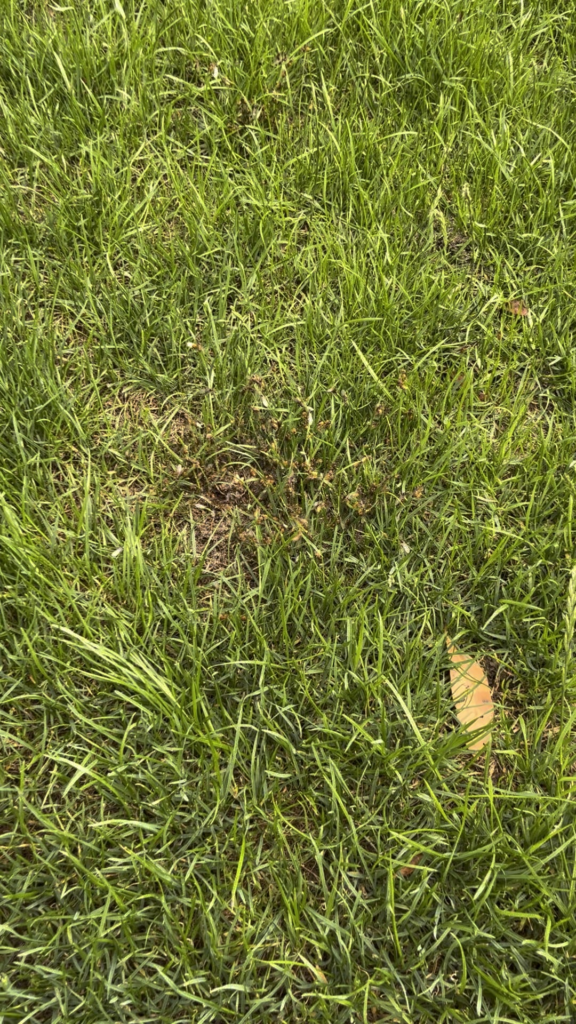 Massive yellow meadow ant nuptial flight in my lawn today: dozens of winged ants swarming out of a couple of nests and taking off into the air. Pretty wild to watch nature do its thing right underfoot! Never seen this before!
