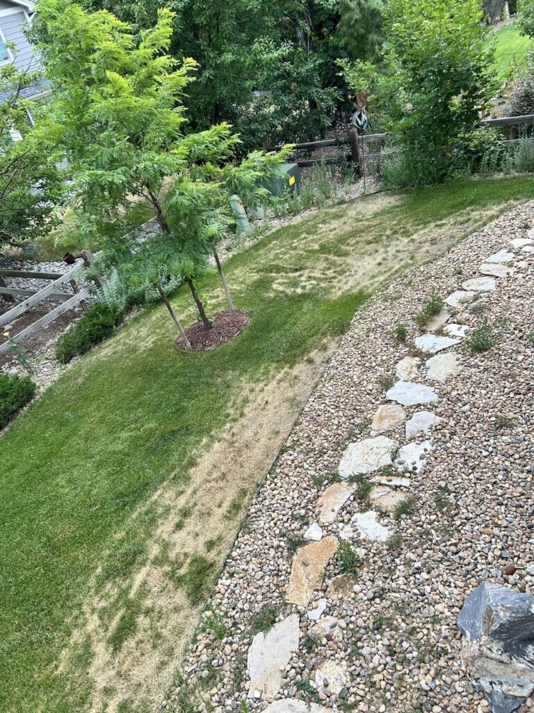 Lawn mower killed my grass? Denver CO Lawn mower killed my grass? Denver CO