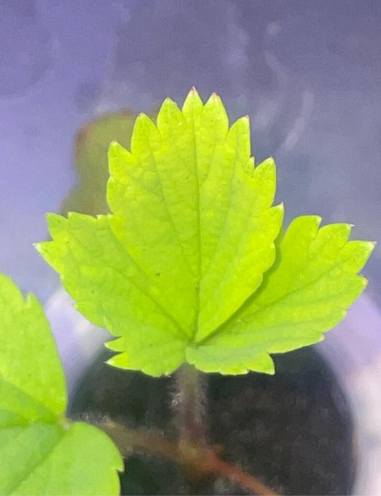 First strawberry trifoliate leaf, kinda.