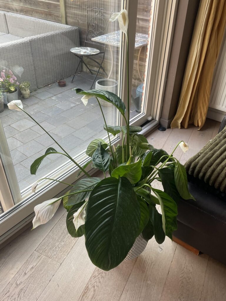 Brand new plant is dying :( Brand new plant is dying :(