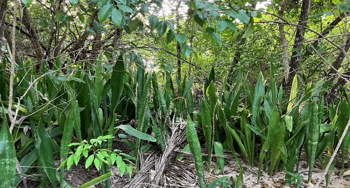 Aussies urged to dig up common invasive plant that becomes ‘very difficult to remove’ Aussies urged to dig up common invasive plant that becomes 'very difficult to remove'