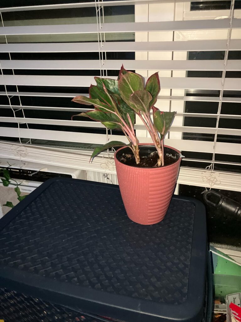 New plant mom! Anything tips for raising aglaonema?