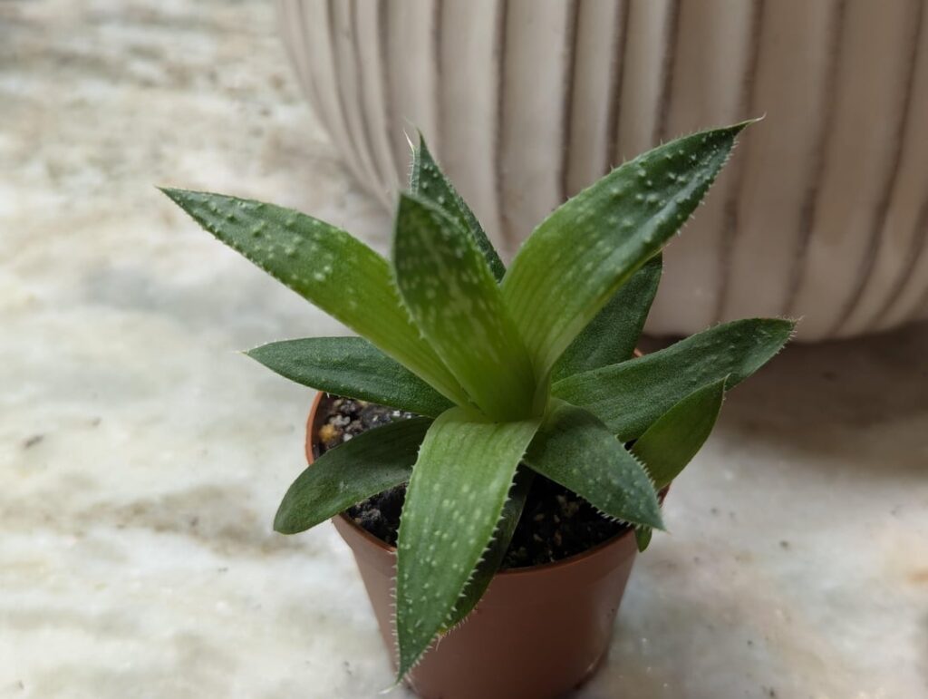 Pretty sure it’s haworthia? Pretty sure it's haworthia?