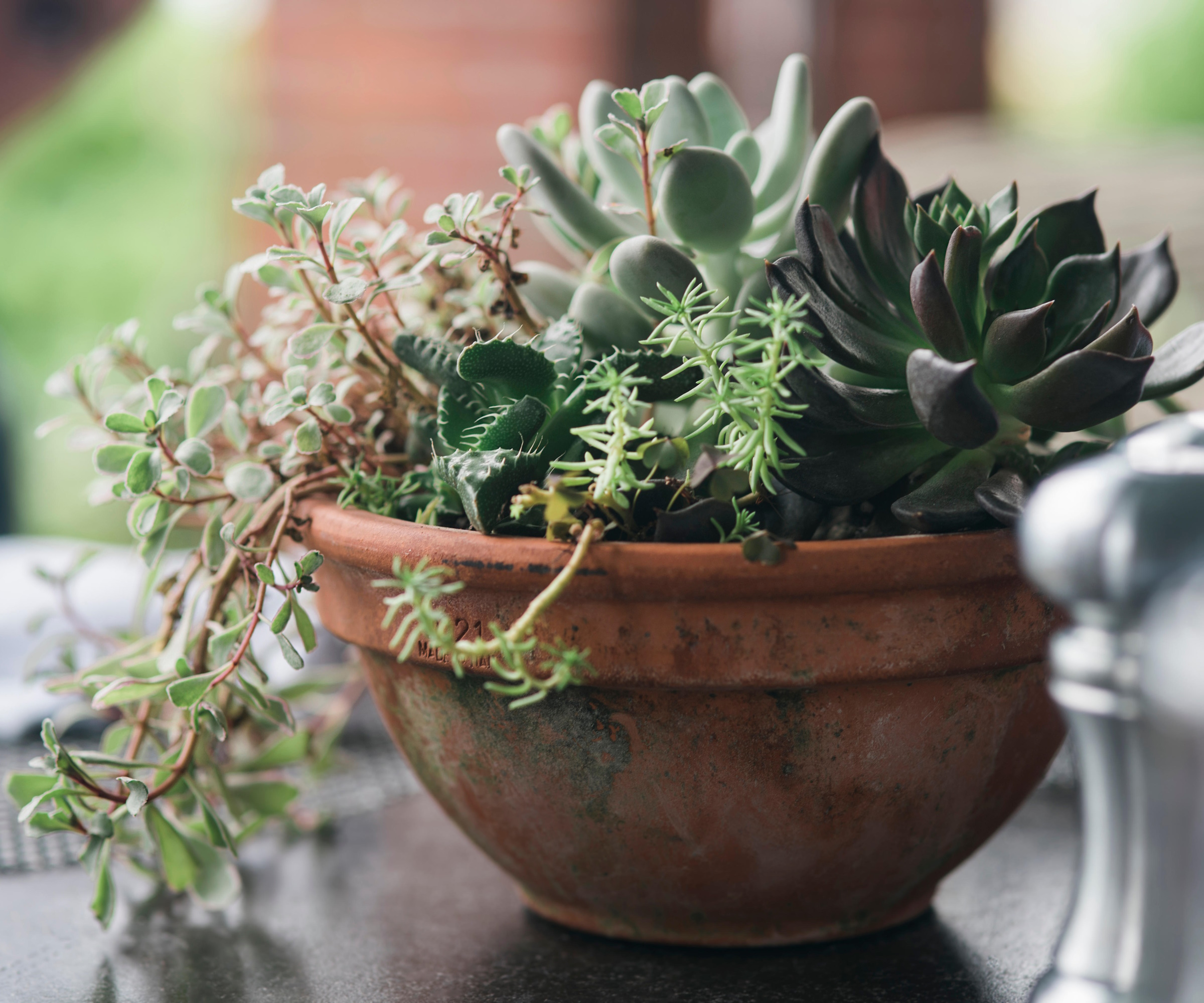 Succulent centerpiece in terracotta planter on table
