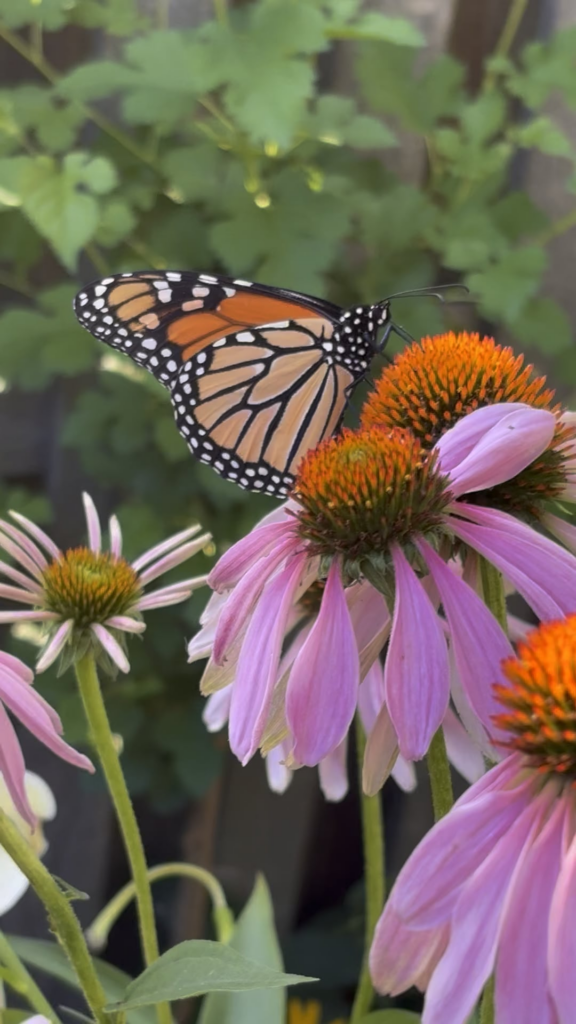 ‘Tis the season for Monarchs on Coneflowers