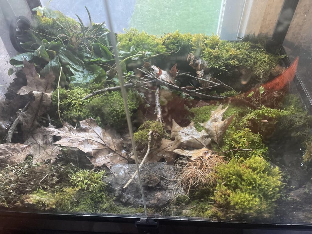Does anyone have any species recommendations for my 30 gallon vivarium? I was thinking some sort of terrestrial salamander or newt. I already have it established with isopods and springtails.