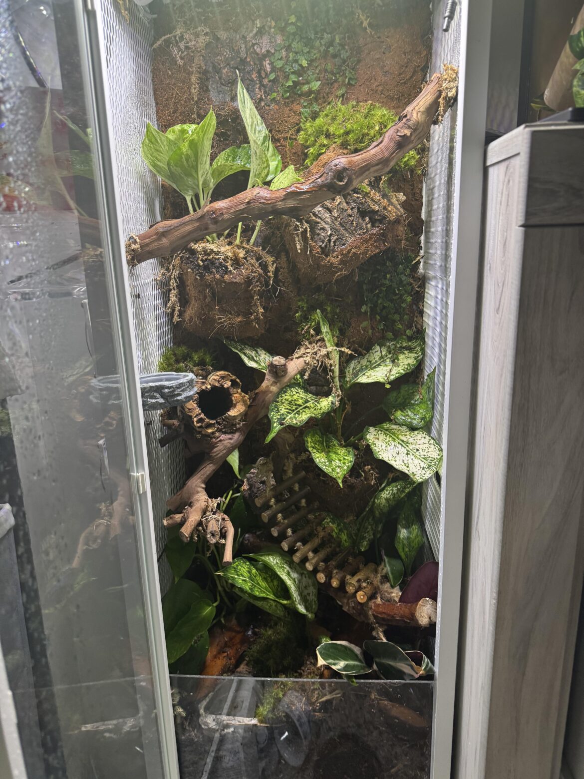 My first bio active tank for my crestie!
