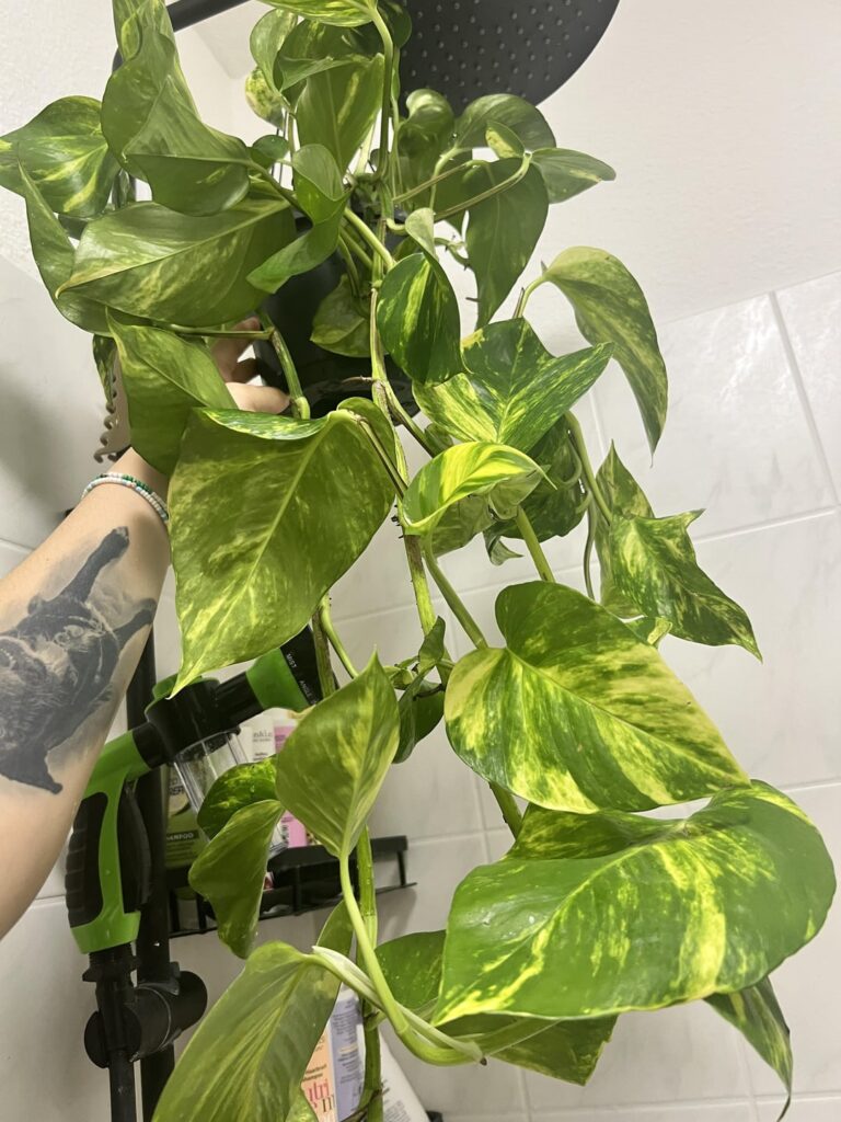 Pinnatum or Aureum? Pinnatum or Aureum?