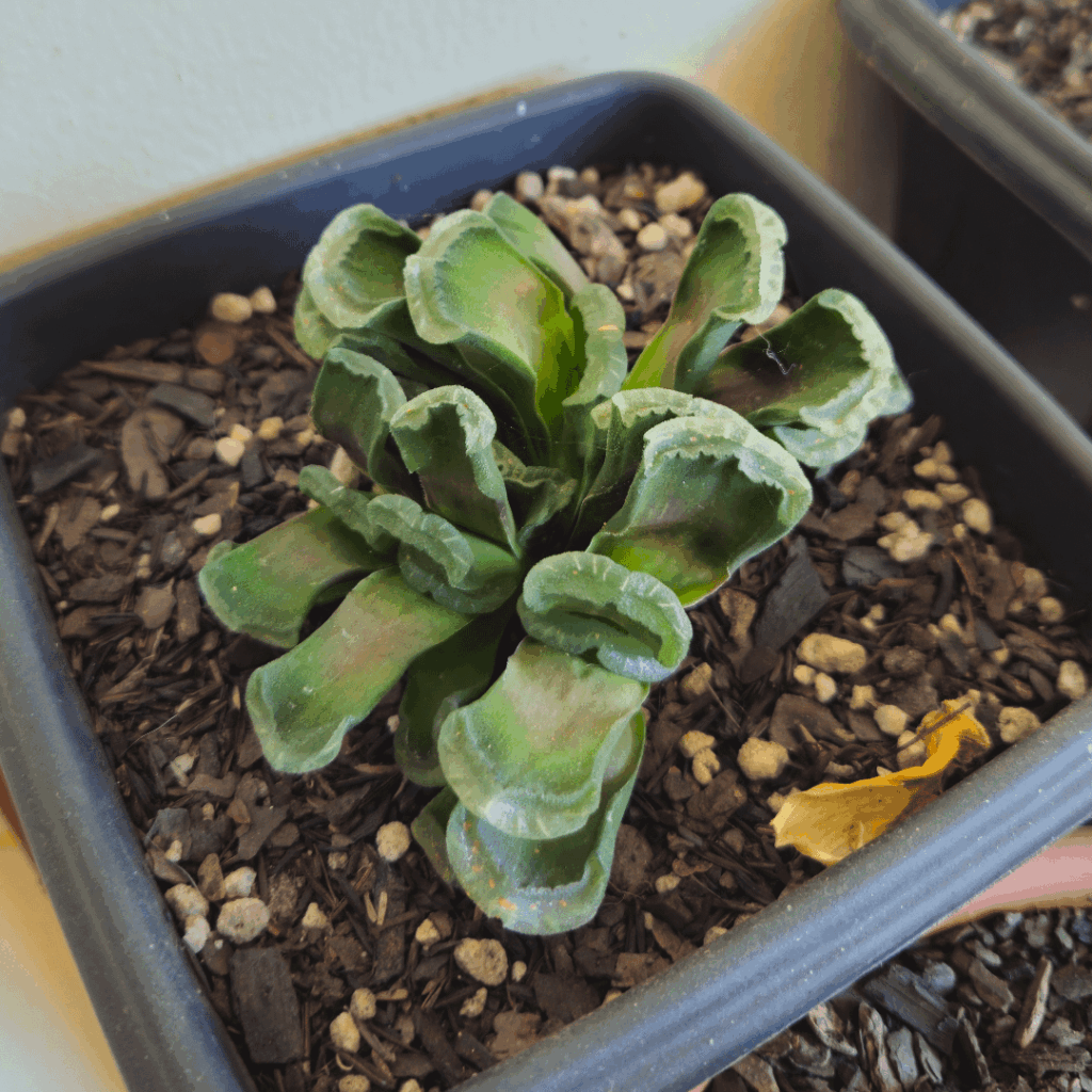 Why does my Haworthia truncata looks like this?