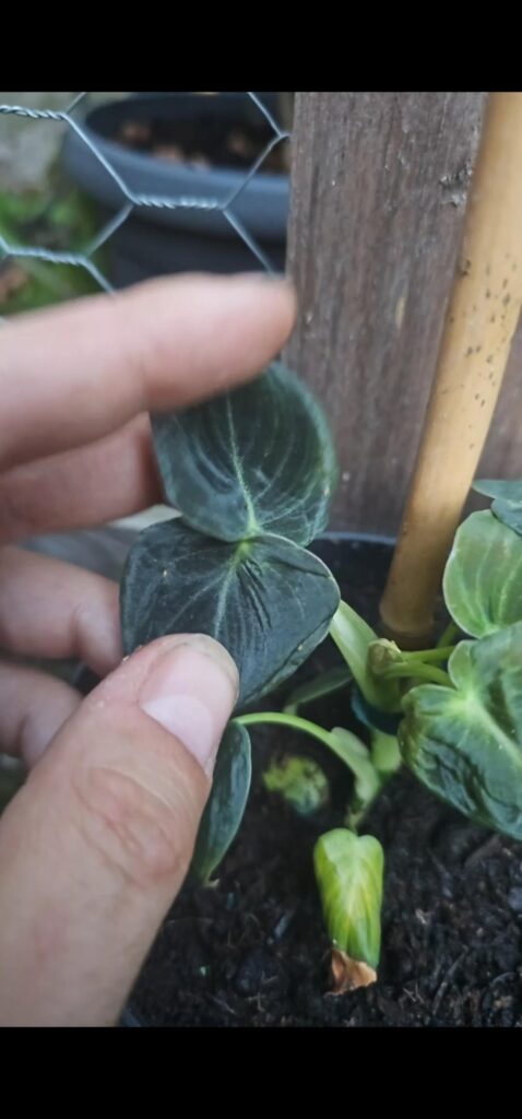 Philodendron spec. mutated?? Philodendron spec. mutated??
