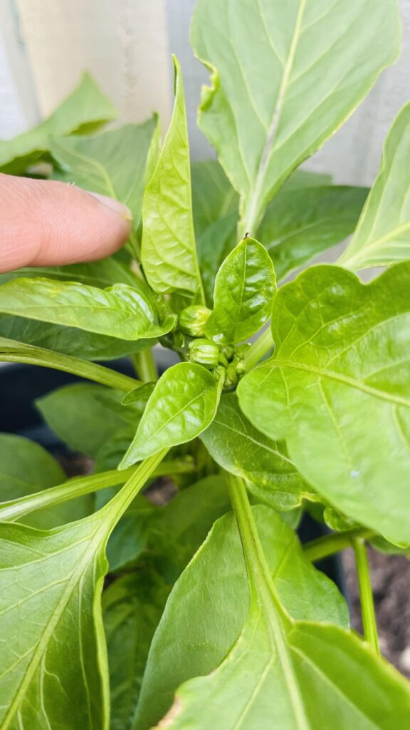 Bell Peppers starting to yield