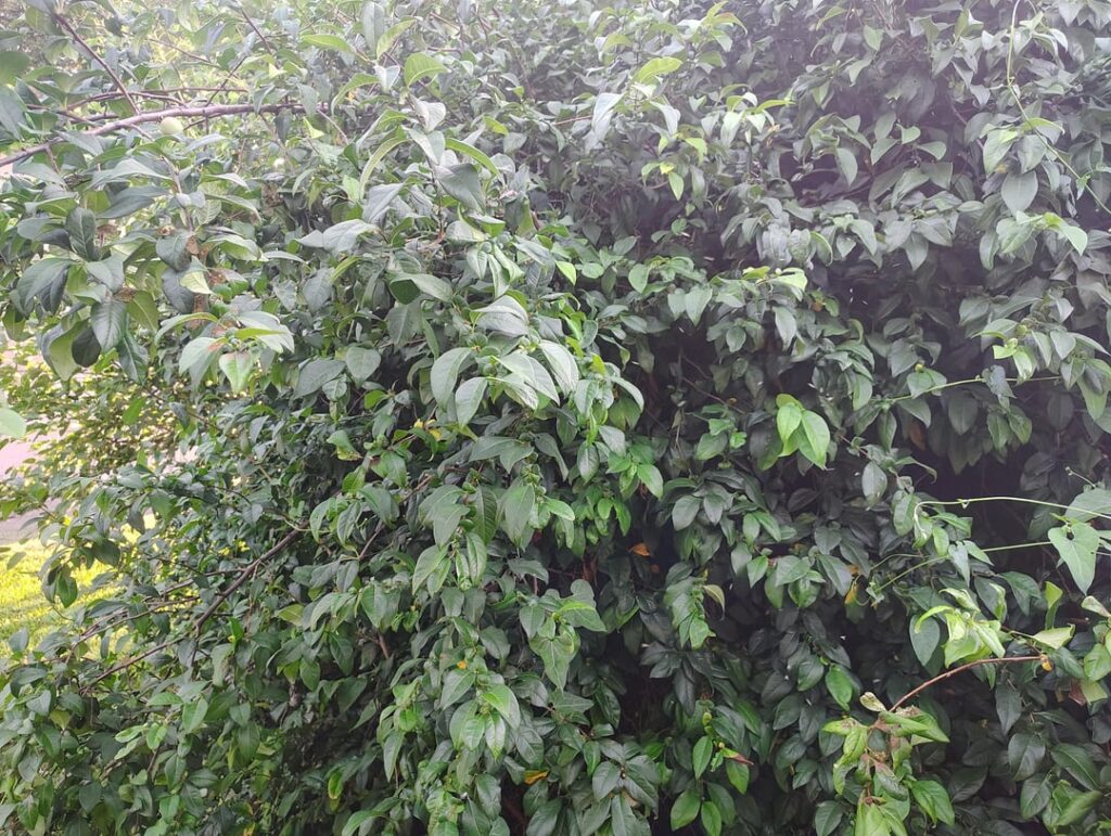 My bush is killing me. Please tell me how to murder all of it.