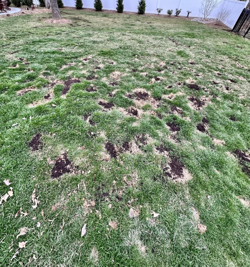 I feel so ashamed. I never sent an update on my ‘dog piss’ patching techique.