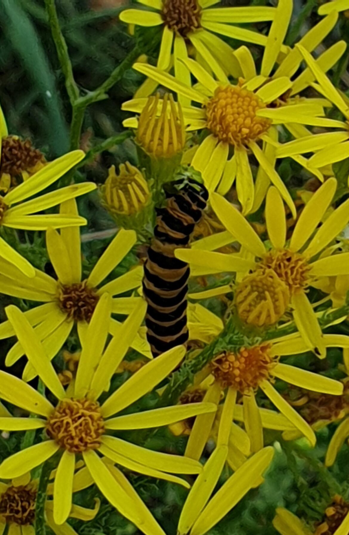 Cinnabar Moth Caterpillar on Ragwort – A Classic RHS Level 2 Biodiversity Example Cinnabar Moth Caterpillar on Ragwort – A Classic RHS Level 2 Biodiversity Example