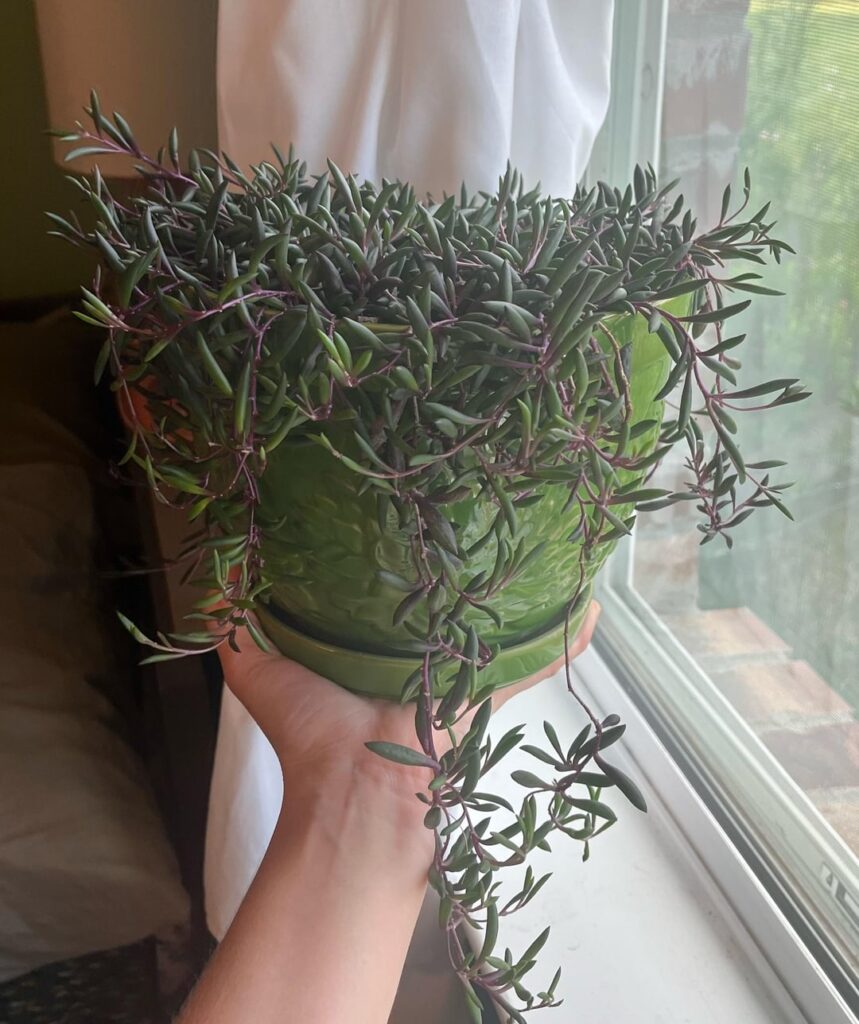 String of something?