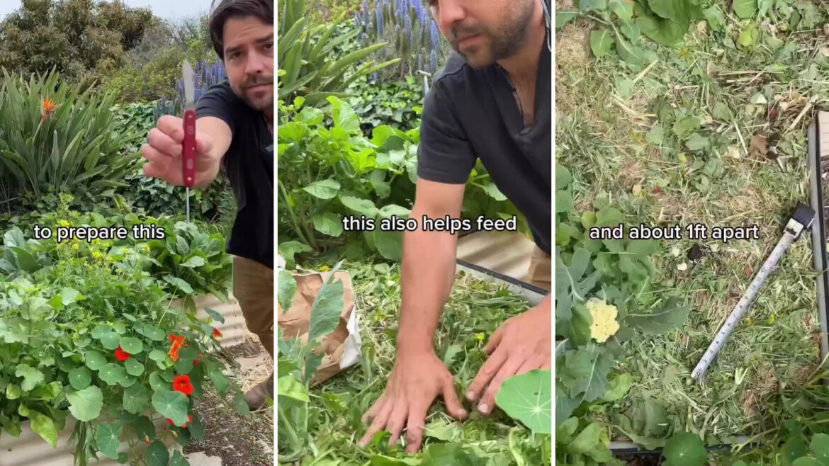 Expert gardener shares ancient hack for free, nutrient-rich soil: ‘Love this method’ "That's a great idea."