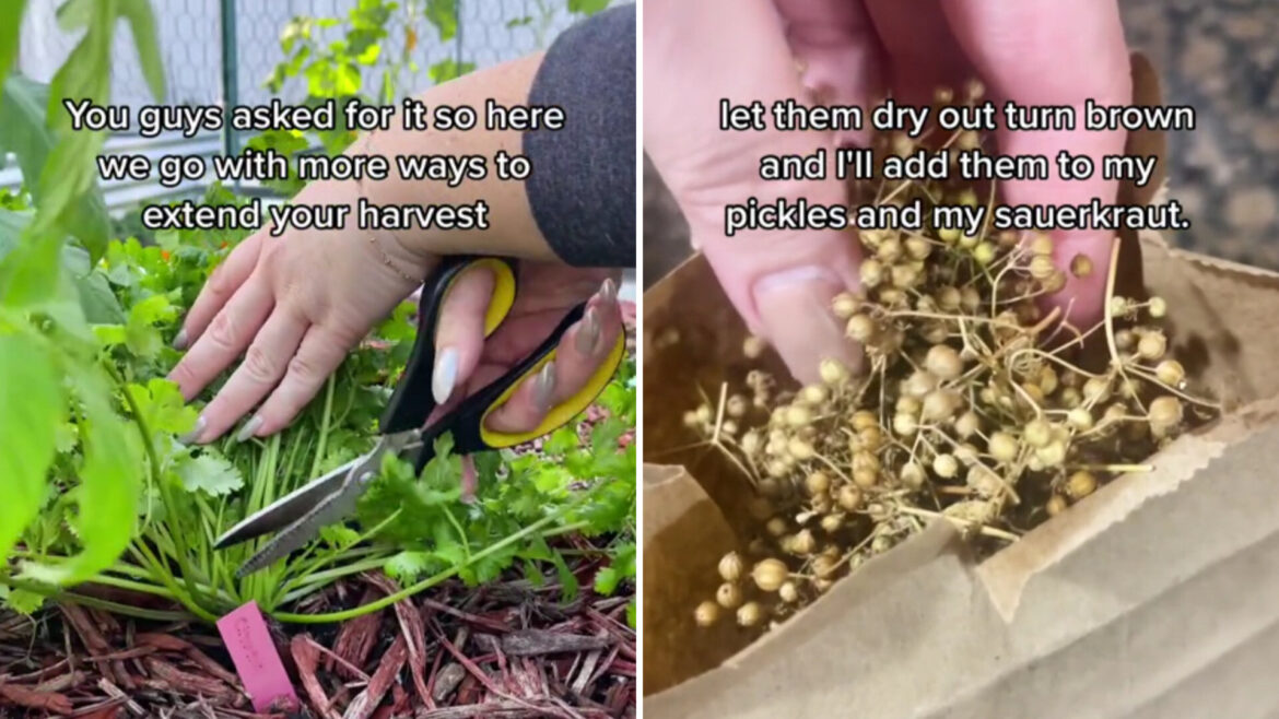 Gardening expert shares easy hack for growing seemingly endless supply of popular herb: ‘Absolutely love it’ "I'll take any advice you've got please and thank you."