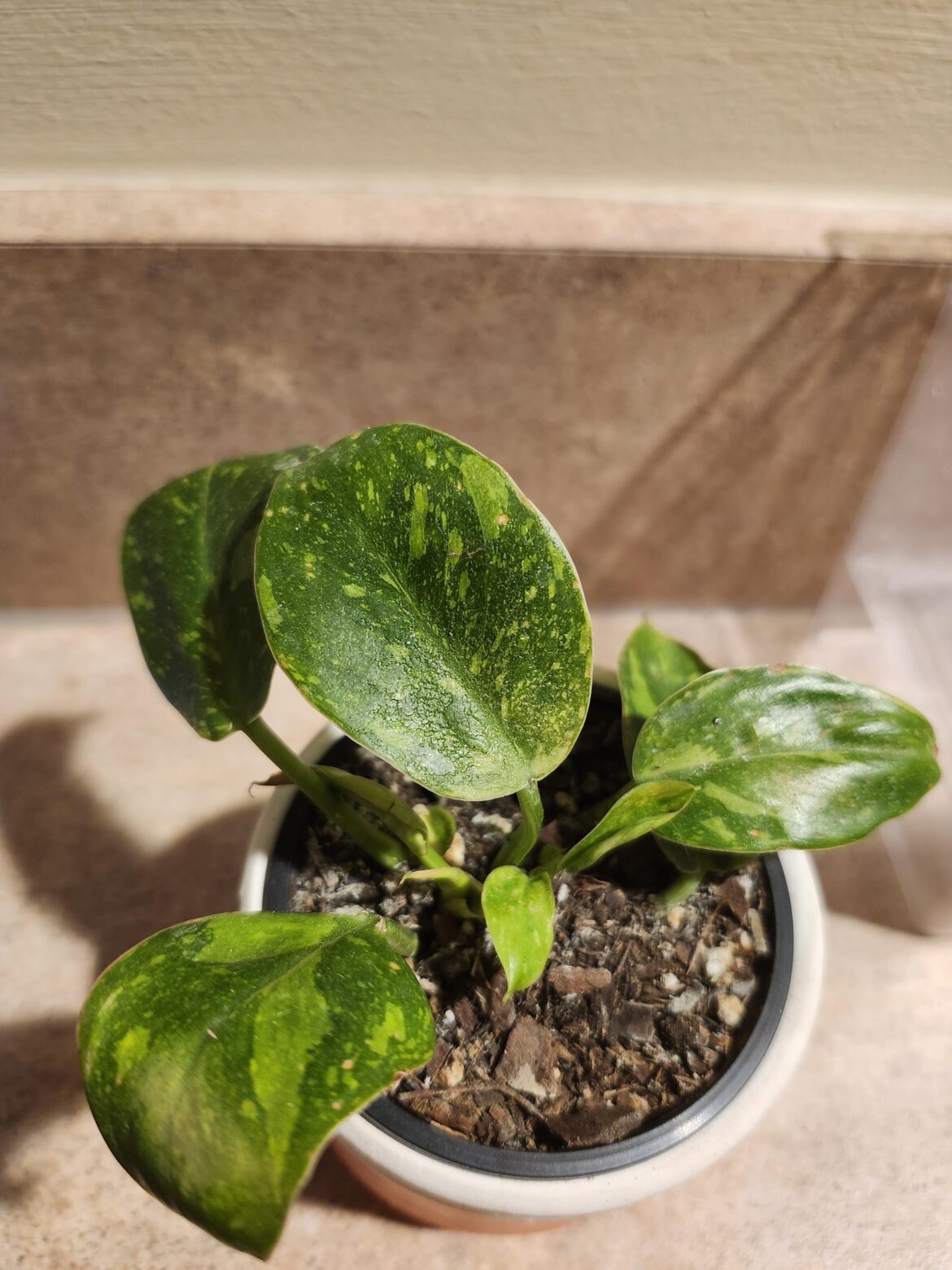 New little Babes