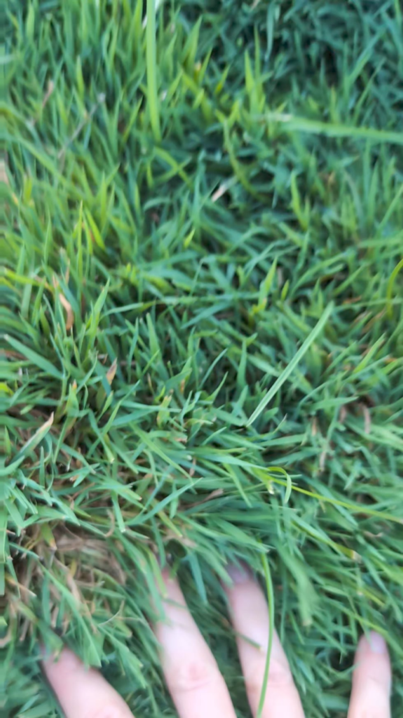 What kind of grass is this? How do I get this in my yard?
