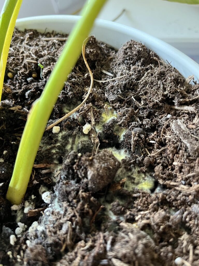 Can anyone give advice for mould on indoor plant ?
