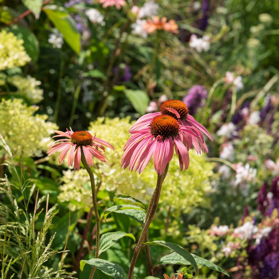 coneflower growing in the garden