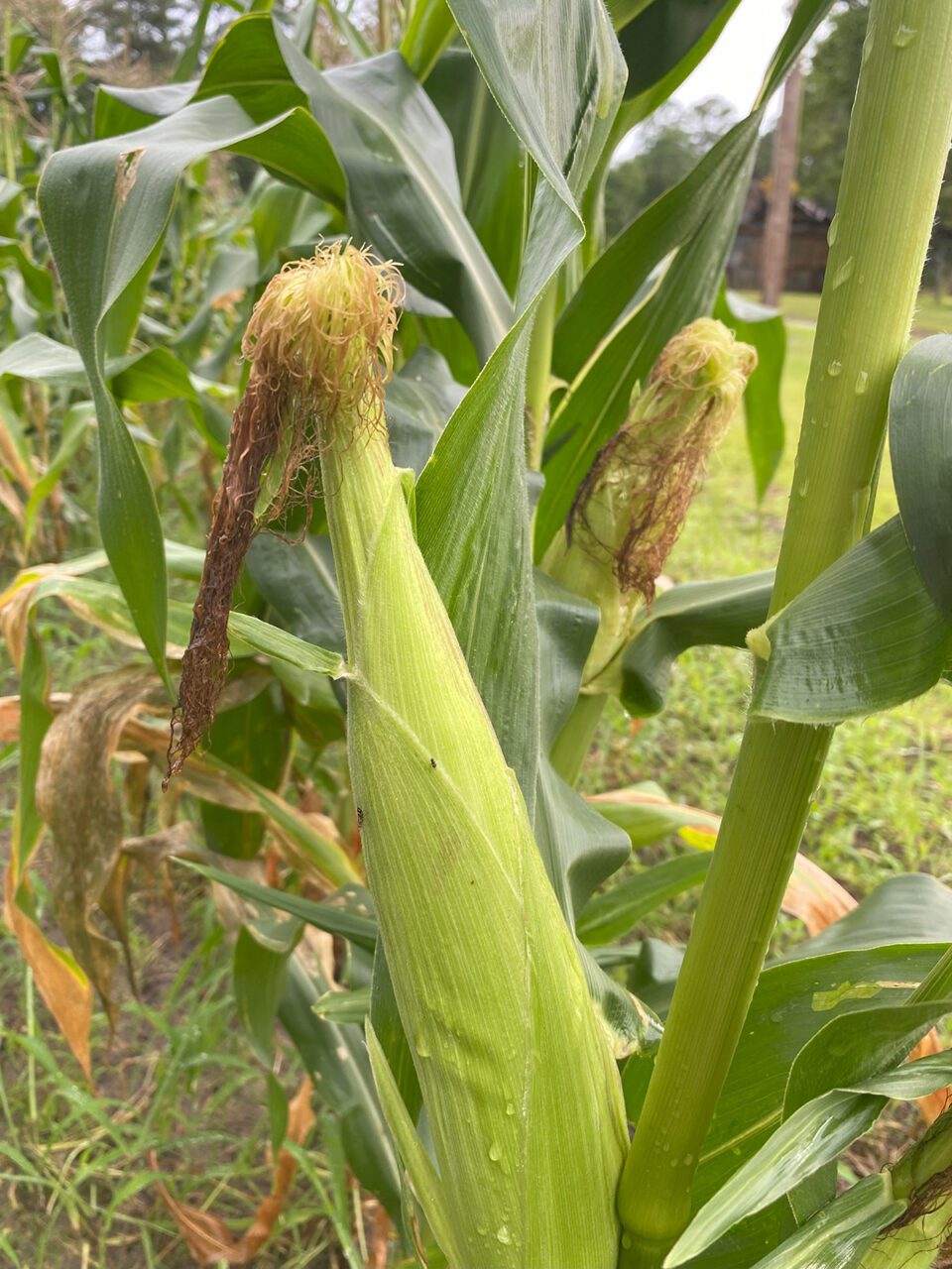 Here, the corn silks are turning brown, indicating that the corn is almost ready. Photo: Heidi Skinner