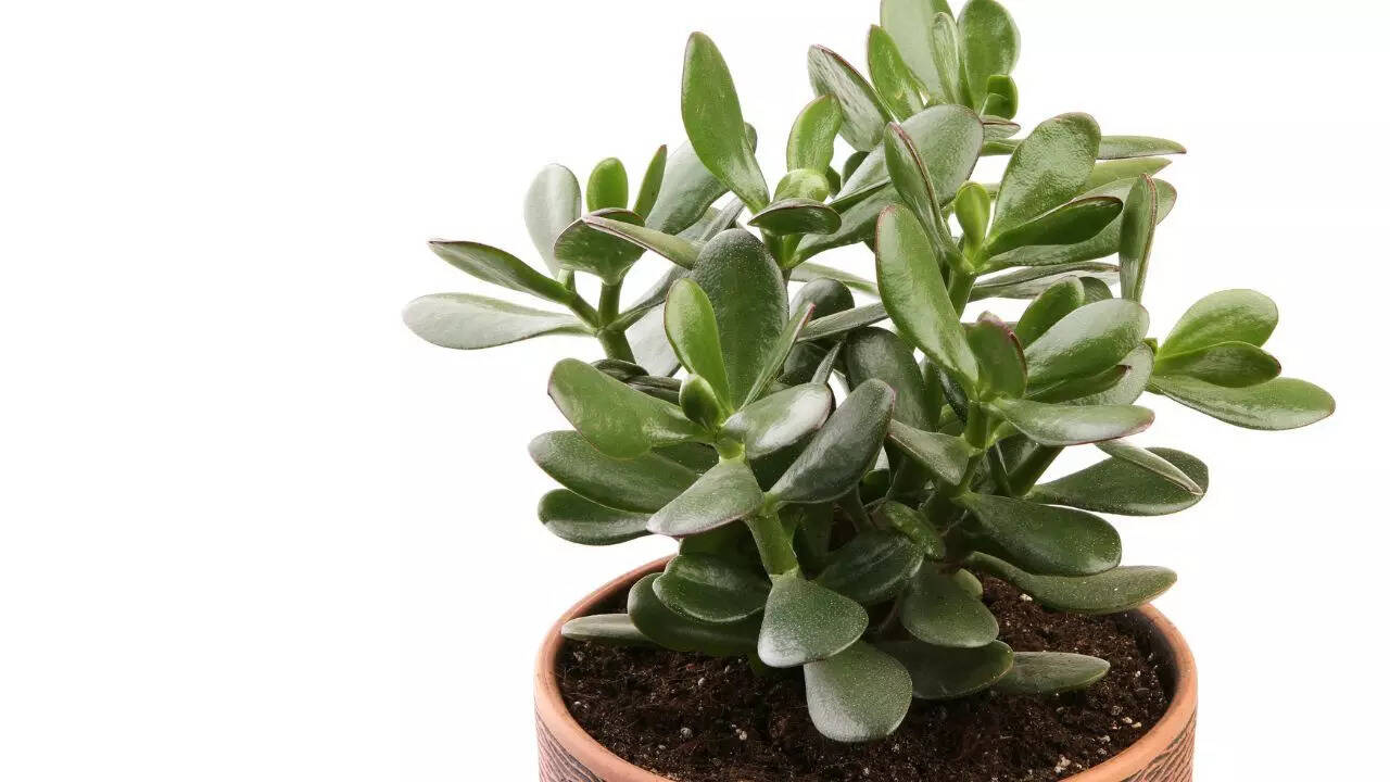 Crassula ovata ‘Hummel’s Sunset’