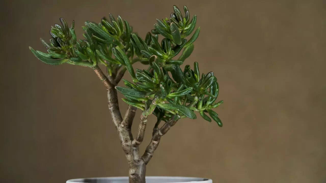 Crassula ovata ‘Red Horn Tree’
