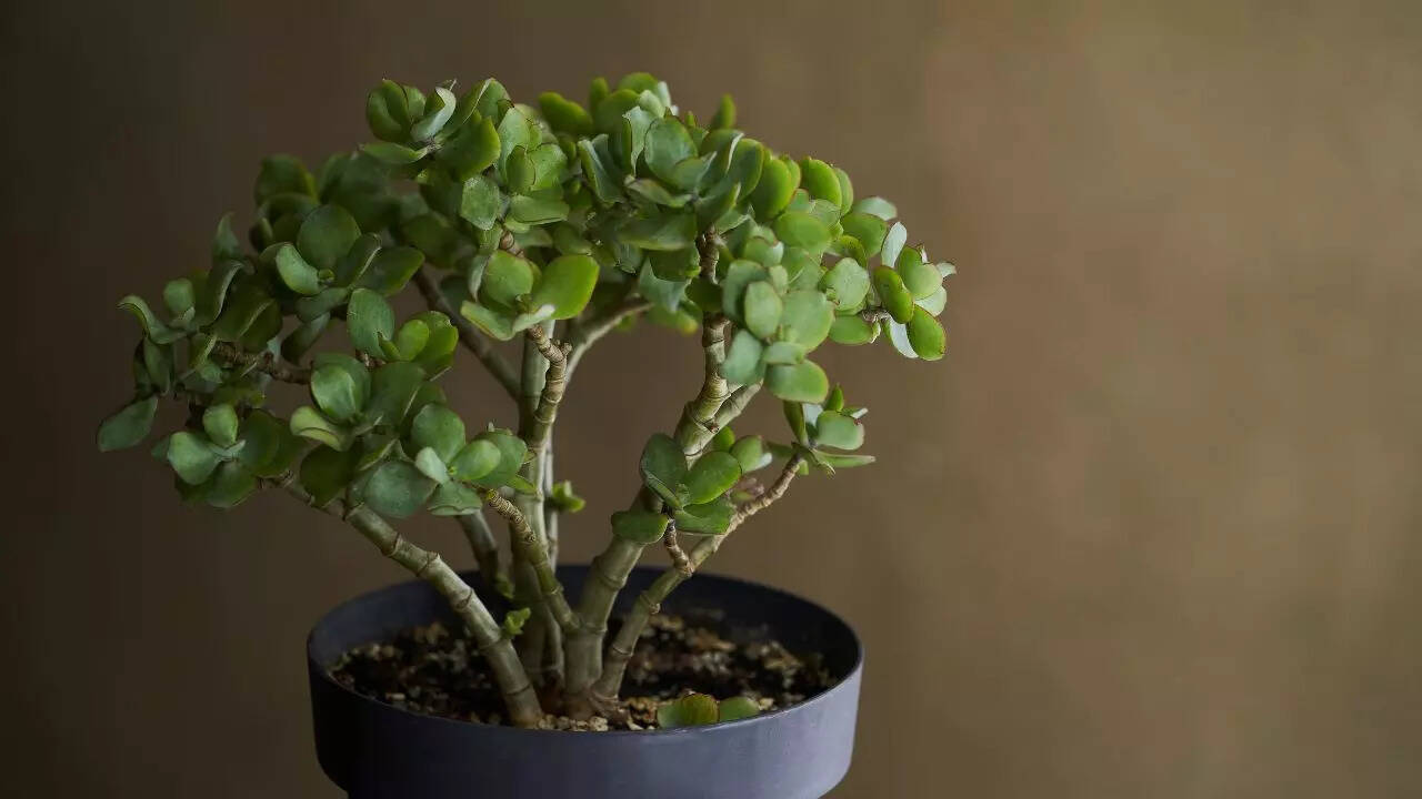 Crassula ovata ‘Tricolor’