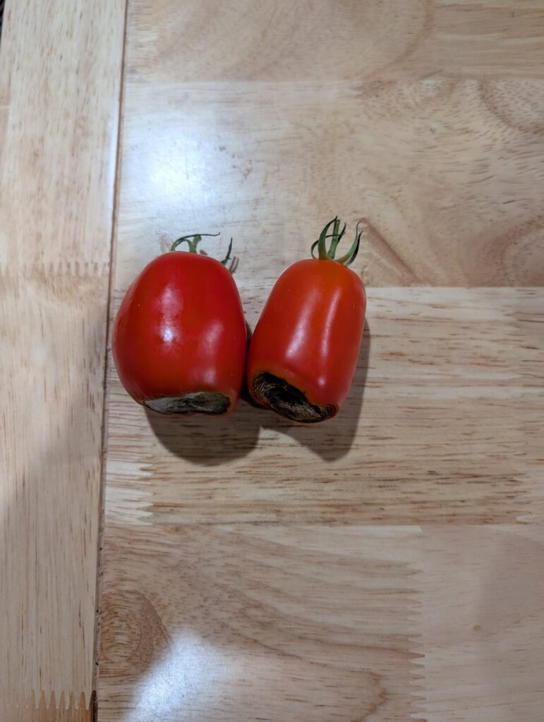 What is destroying my tomatoes?
