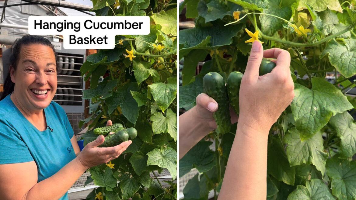 Gardener shares little-known method for growing vegetable plants in small spaces: ‘What a fantastic idea’ "Ohhh, I like this."