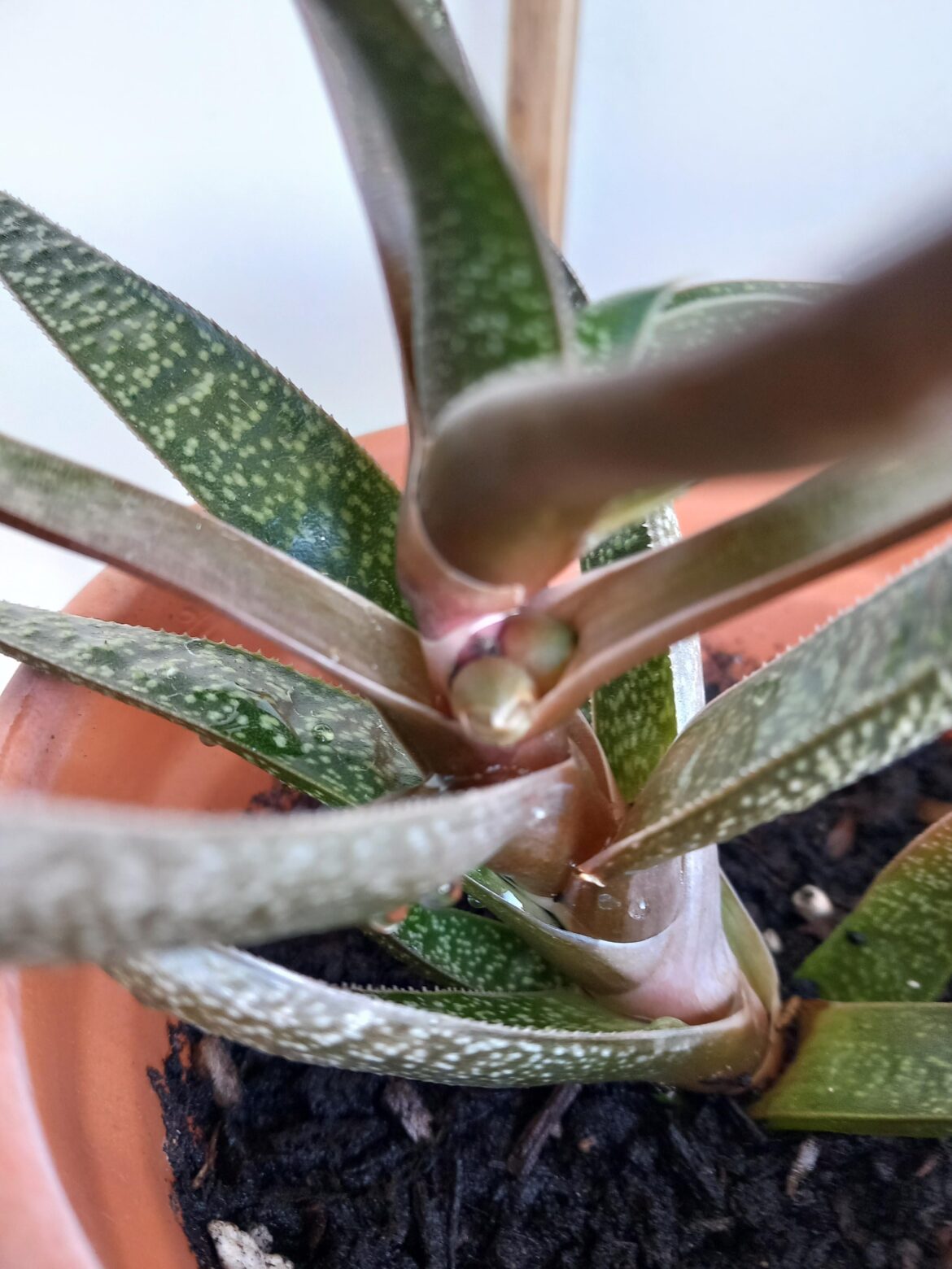 What are these new buds?