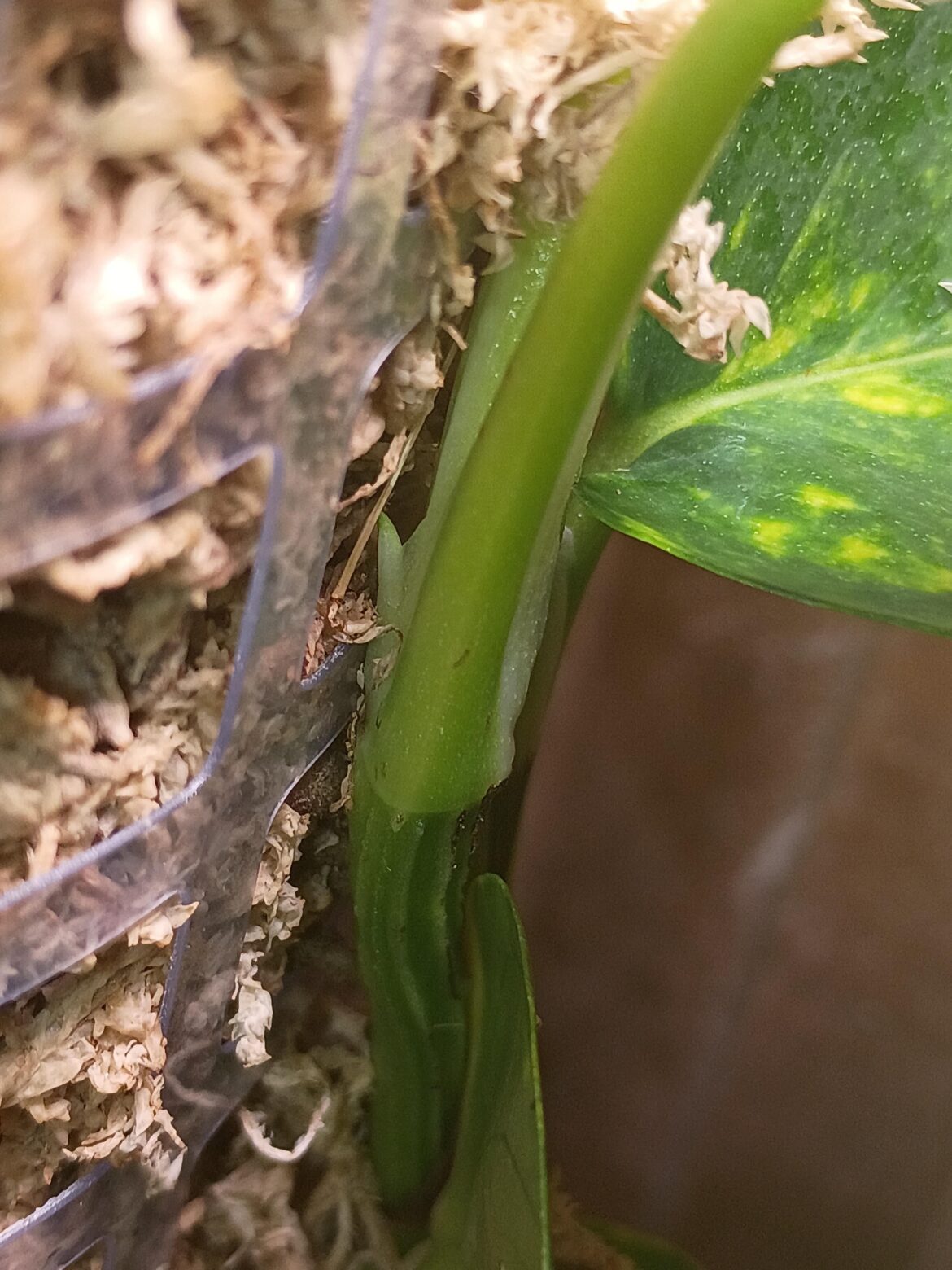 Noticing my pothos that is one a pole is shooting out a new vine