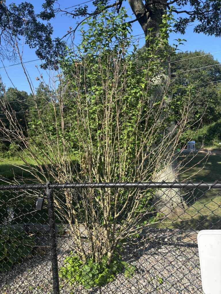 Is my Rose of Sharon salvageable?