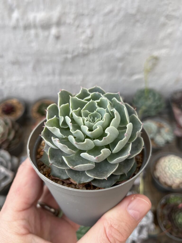 Pinwheel x shaviana