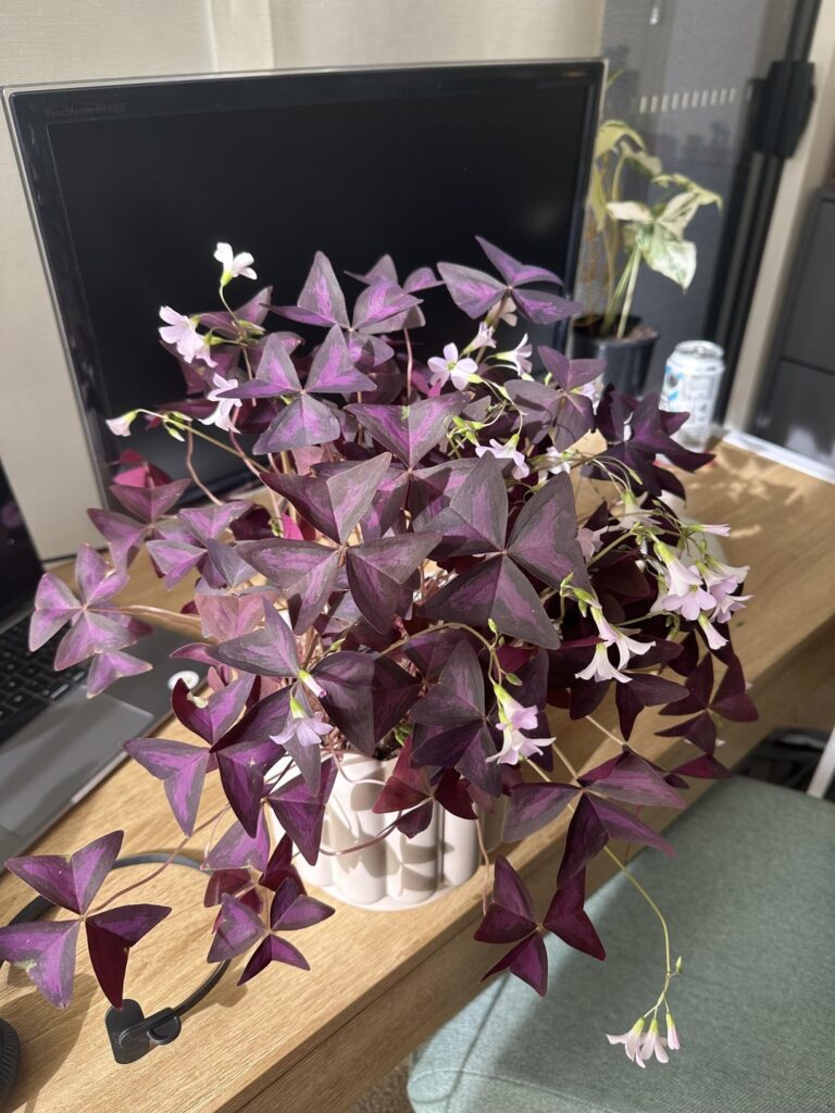 Obsessed with this plant 💜☘️