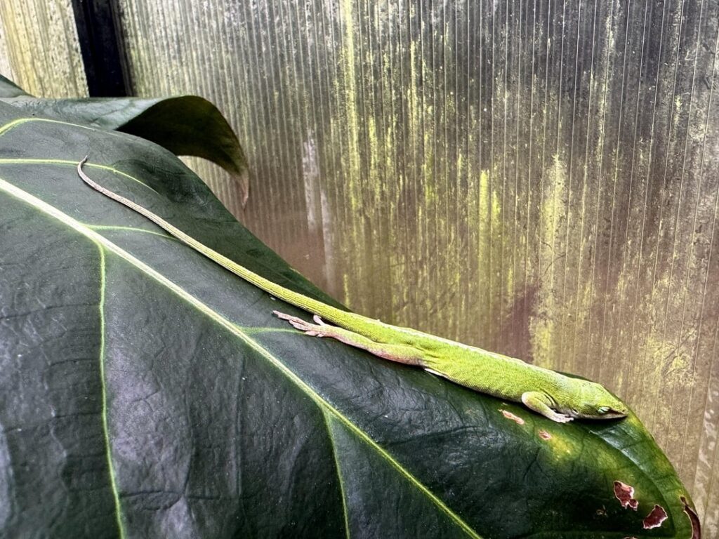Deeply sleeping lizard and anthurium