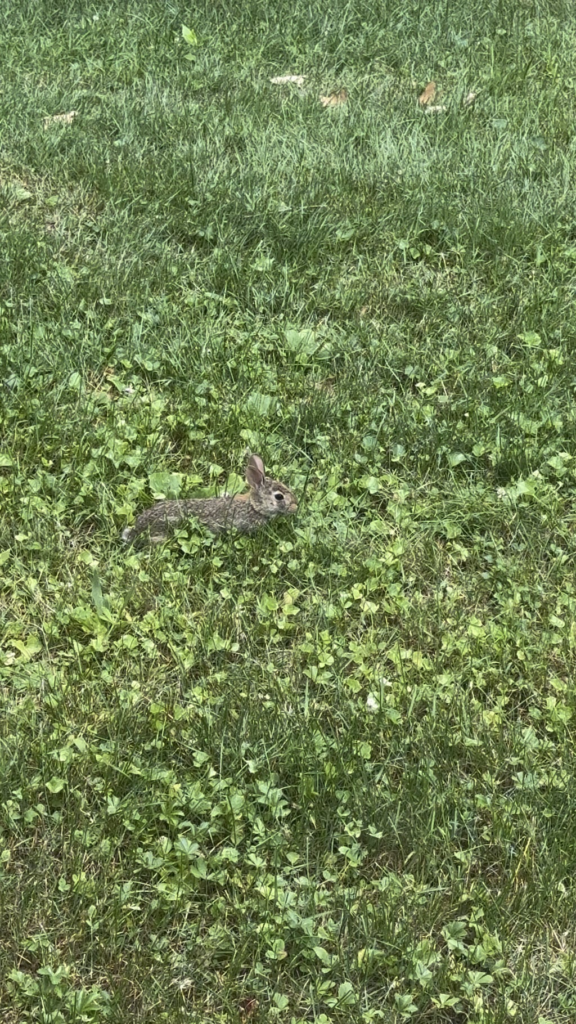 How do I turn off my brand new lawnmower?